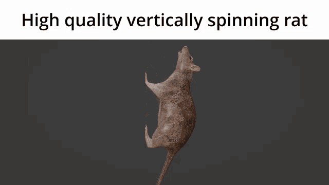 Holy shit, that rat do be spinning